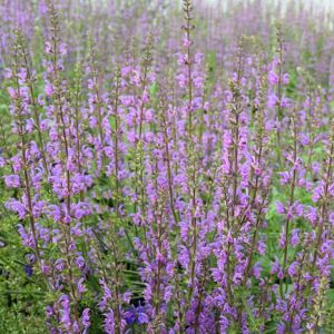 Salvia pratensis 'Twilight Serenade' ---